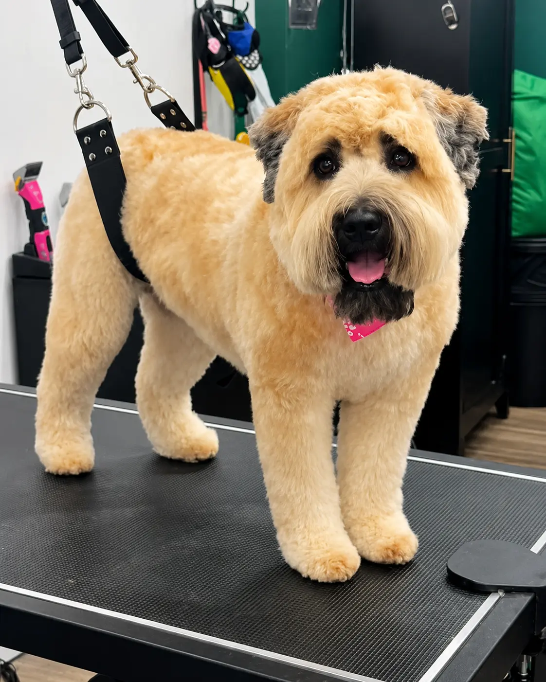 Soft-Coated Wheaten Terrier after a full groom in Floral Park, NY
