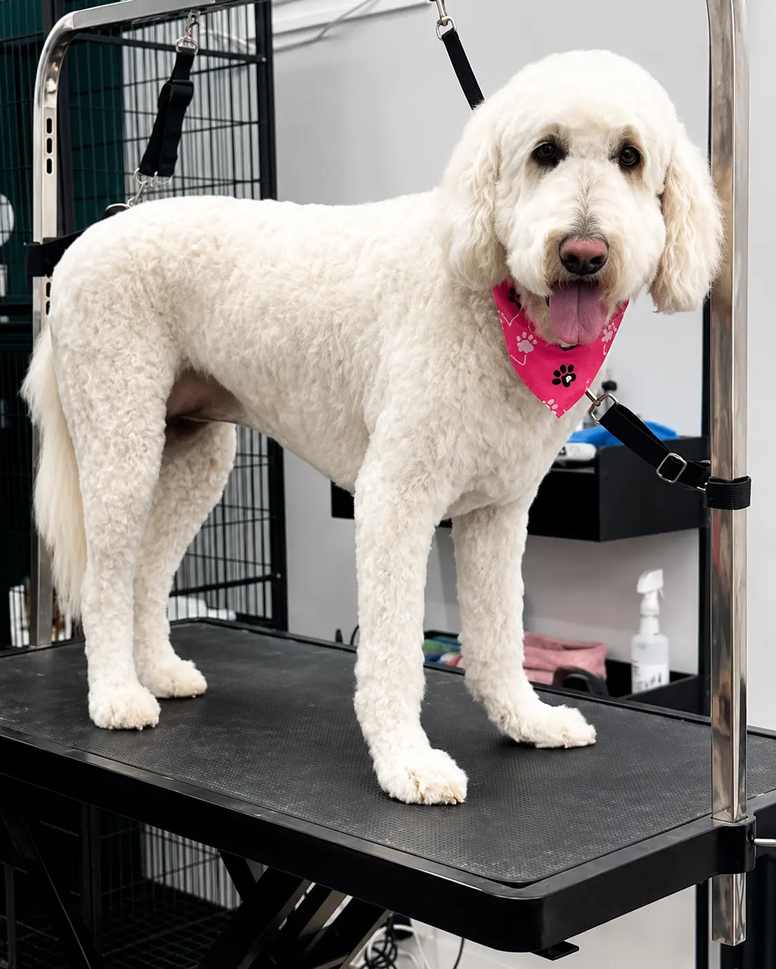 Goldendoodle after a teddy bear haircut in Floral Park, NY